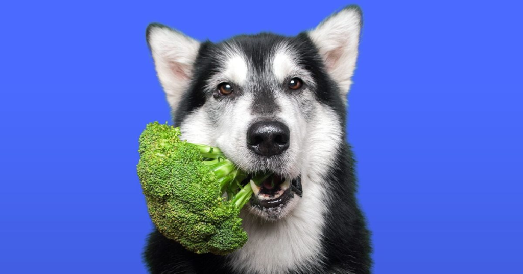 can dogs eat broccoli