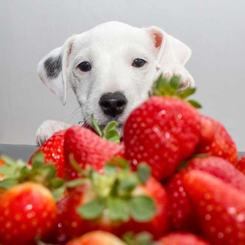 Can Dogs Have Strawberries