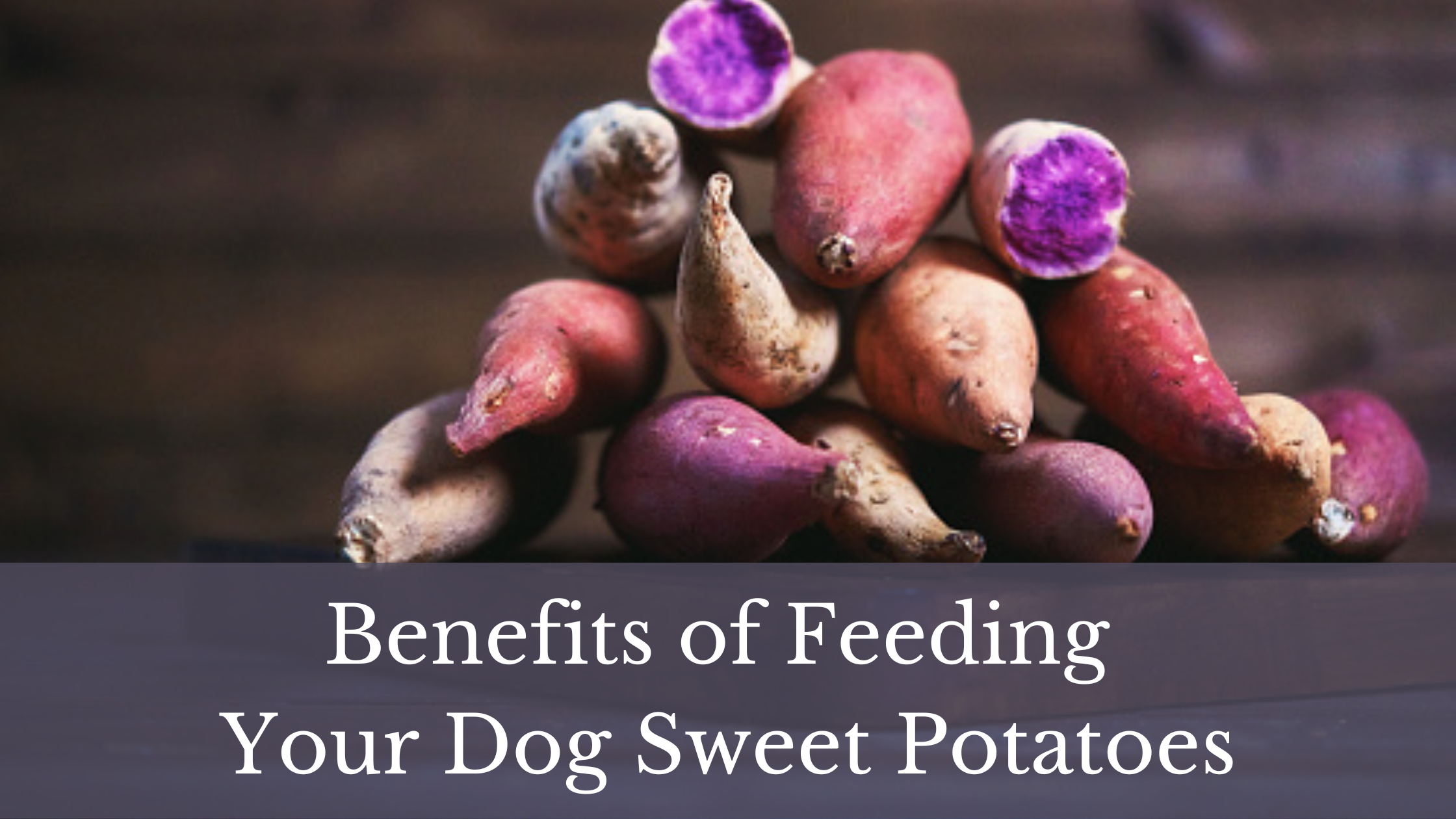 Fresh Look at Can Dogs Eat Sweet Potatoes An Excellent Nutritional Source