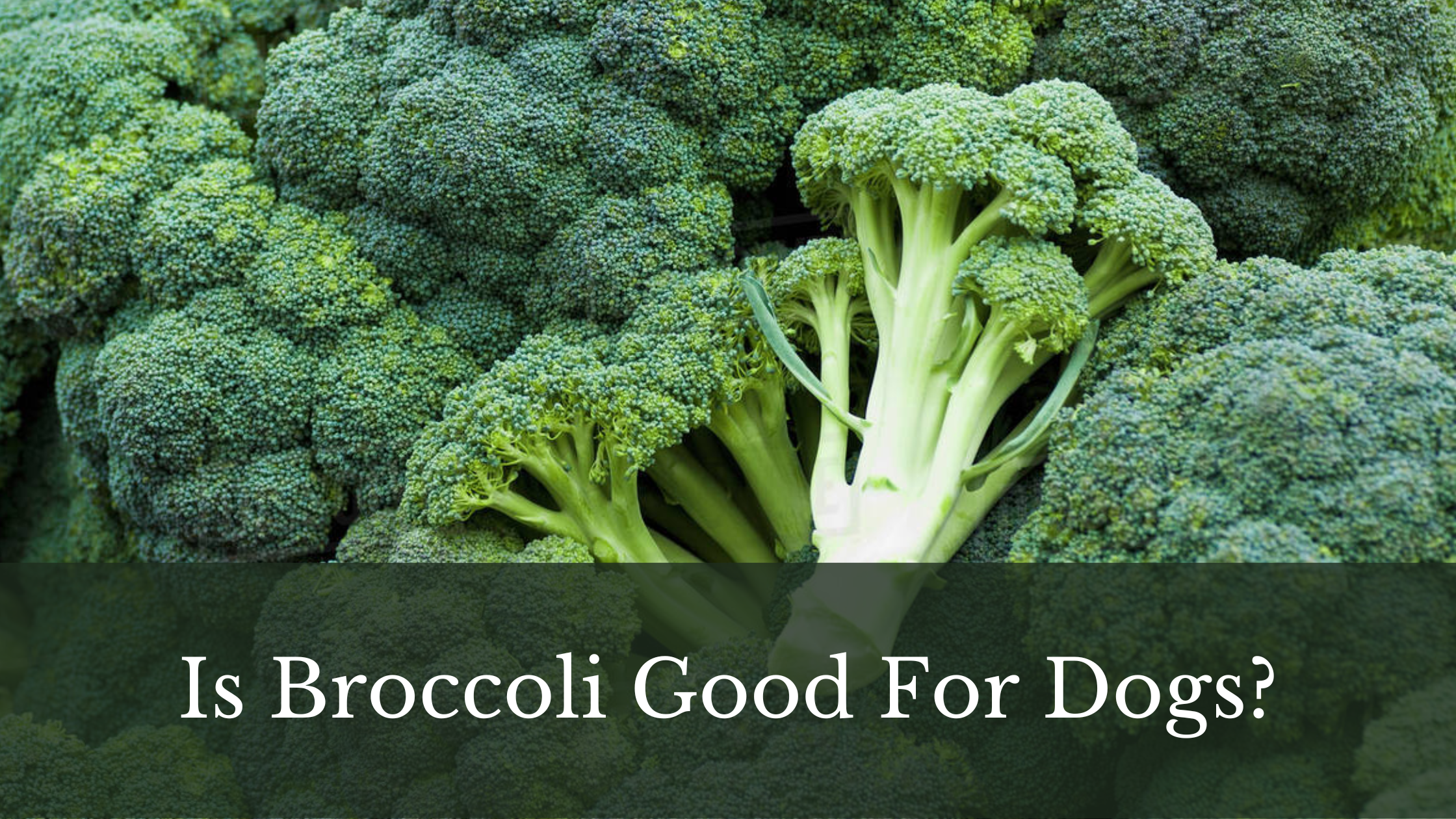 can dogs eat broccoli