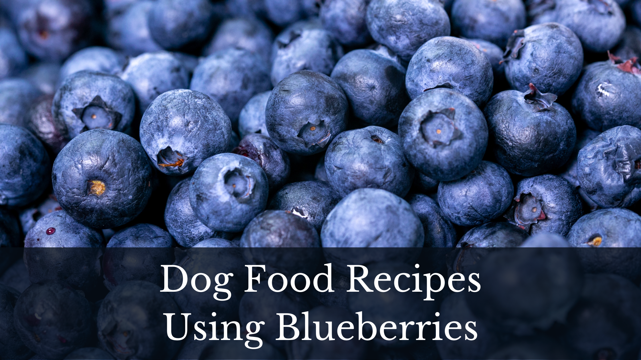 4 Delicious Dog Food Recipes With Blueberries