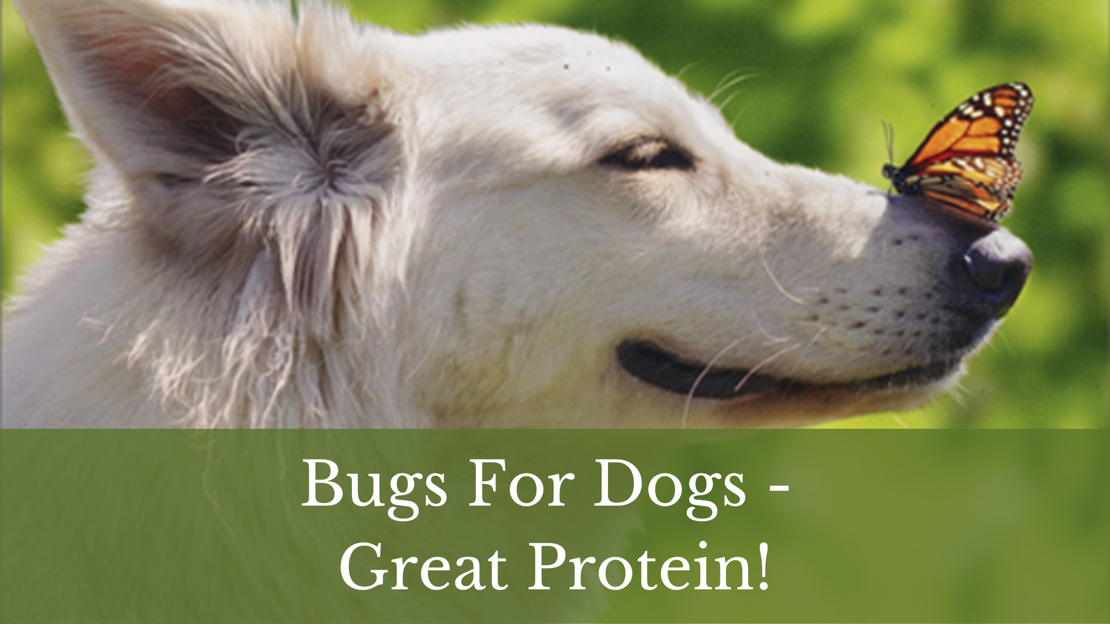 Are Insects a Good Protein Source For Dogs?